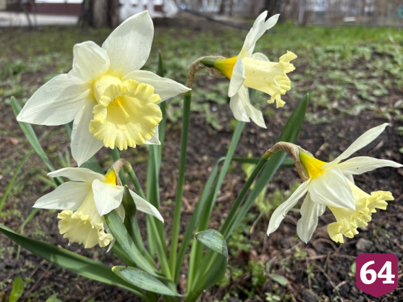 В Саратове распустились цветы добродетели и любви